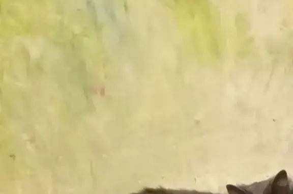 Объявления о пропавших и найденных животных, Хюмпёля, фото: Пропала кошка, Хюмпёля, Карелия