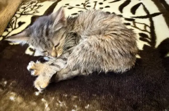 Кошка найдена: Строительная 1, Жилина