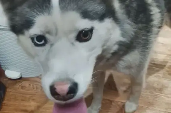 Собака найдена: ул. Красной Звезды, 36А