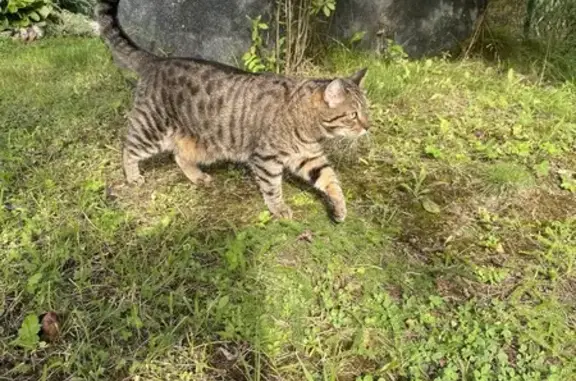 Пропала кошка, Большой Сампсониевский пр.