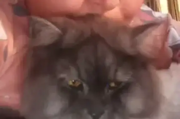 Пропал кот, Конституционная 86, Ростов-на-Дону