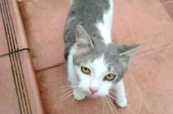 Найдена кошка, Колонтаево, фото: Котенок найден: Напрудная 38, Колонтаево