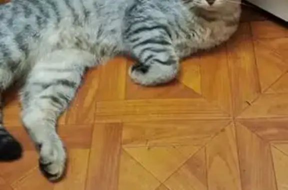 Найдена кошка на Ташкентской, 192, Самара