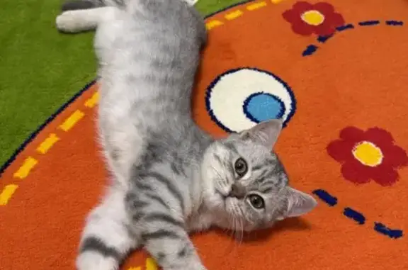 Объявления о пропавших и найденных животных, Донецк, фото: Кошка найдена: Весенняя ул., 14, Донецк