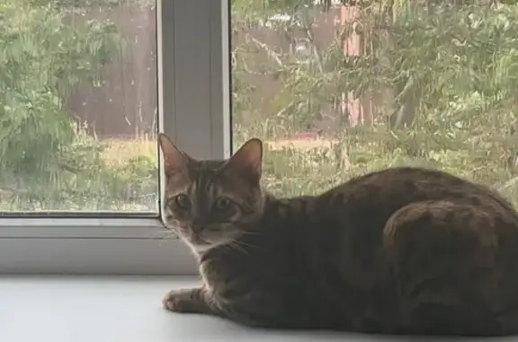 Пропала бенгальская кошка, Аксубаево