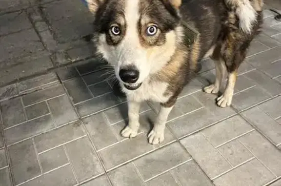 Найдена собака, Хабаровск, фото: Собака найдена: Ленинградская 38, Хабаровск