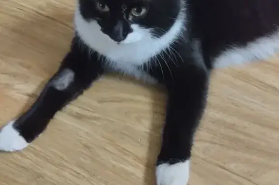 Пропала кошка, ул. Колесовой, 72, Ярославль