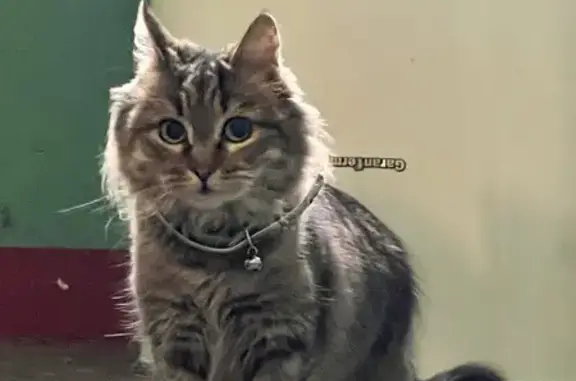 Кошка найдена: Чумбарова-Лучинского 15