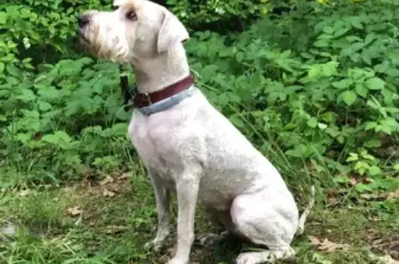 Собаки потеряшки, , фото: Потеряшка собака, МО, Пшеничный терьер