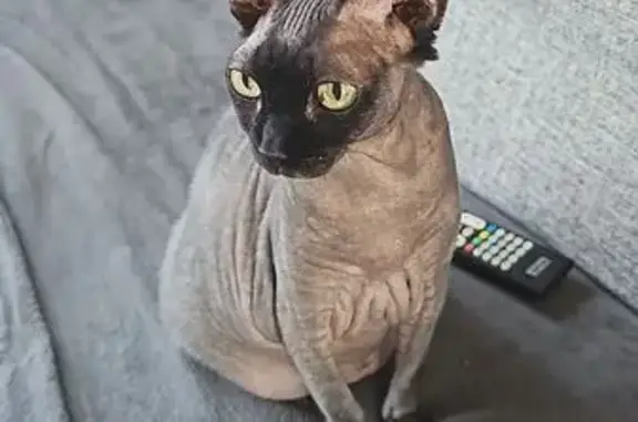 Кошки потеряшки, Виллозское городское поселение, фото: Потеряшка кошка сфинкс, Центр. ул. 25