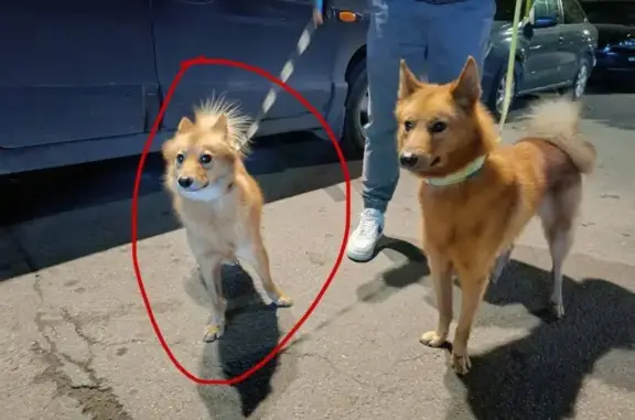 Пропала собака, Октябрьская наб. 84 к5