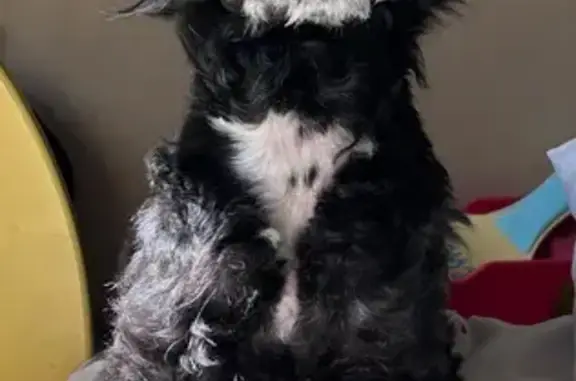 Собаки потеряшки, Омск, фото: Потеряшка собака, Омск, Магистральная 81