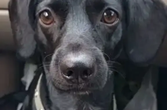 Собаки потеряшки, Абакан, фото: Потеряшка собака, Минусинская 78, Абакан