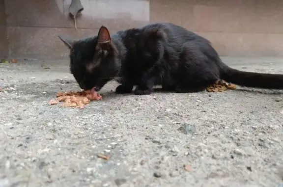 Найдена кошка, Чебоксары, фото: Кошка найдена у автовокзала, пр. Мира, 78