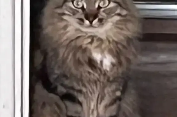 Пропала кошка, ул. Энергетиков, 6, Кашира