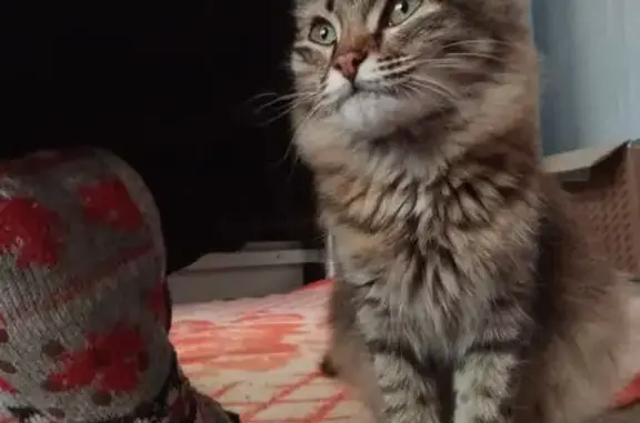 Найдена кошка, , фото: Кошка найдена на дороге, Уфа, Башкортостан