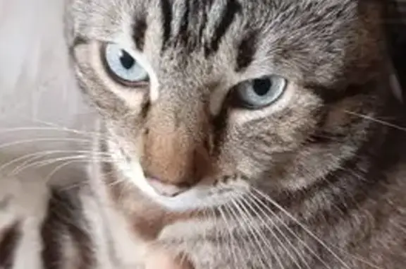 Кошки потеряшки, Бугульма, фото: Потеряшка кот, ул. Радищева, 20, Бугульма