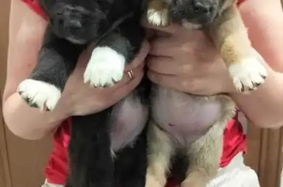 Собаки найдены: Кисловодская ул., Михайловск