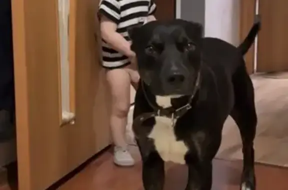 Собаки потеряшки, городской округ Сургут, фото: Потеряшка собака, Привокзальная ул., Сургут