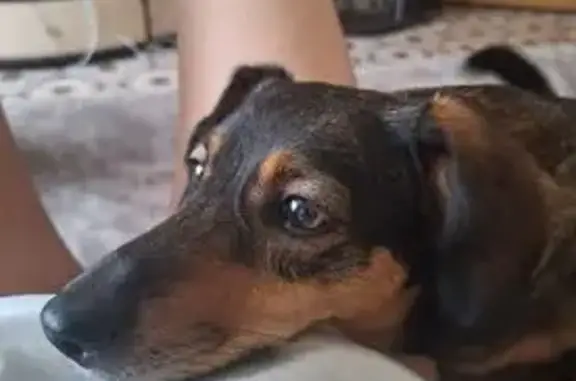 Пропала собака, Алтайская ул. 93, Томск