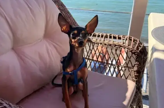 Пропала собака, ул. Родионова, Н.Новгород