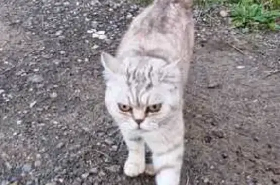 Пропала кошка, ул. Поленова, 25А, Неготино