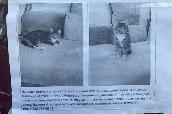 Найдена кошка, Томск, фото: Кошка найдена: ул. О. Кошевого, 67, Томск