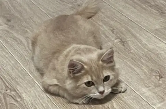 Пропал кот Нафаня, Брянск, Горбатова 35