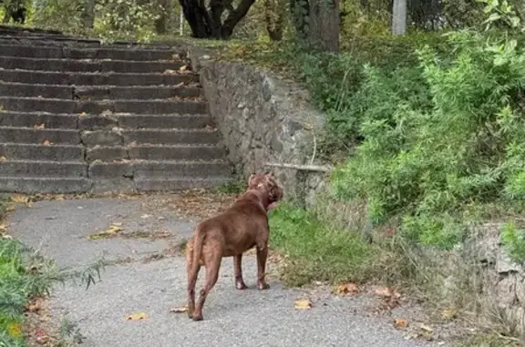 Стаффорд найден на аллее 115-й дивизии, Нальчик