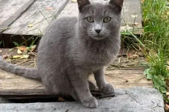 Кошка найдена, ул. Гарифьянова 12, Казань