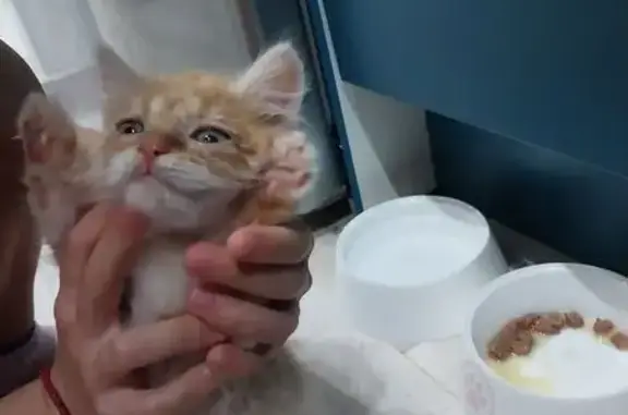 Найдена кошка, , фото: Котёнок найден: Душистая ул., 59