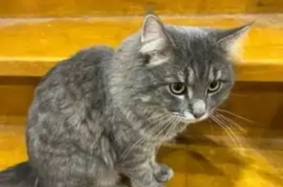 Пропала кошка, Колхозная 6, Снегири