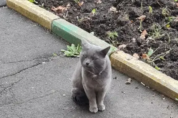 Найдена кошка, Внуково, фото: Кошка найдена: Внуково, Плотинная 1 к1