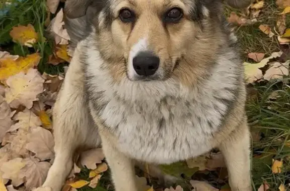 Пропала собака в Дружбе, МО
