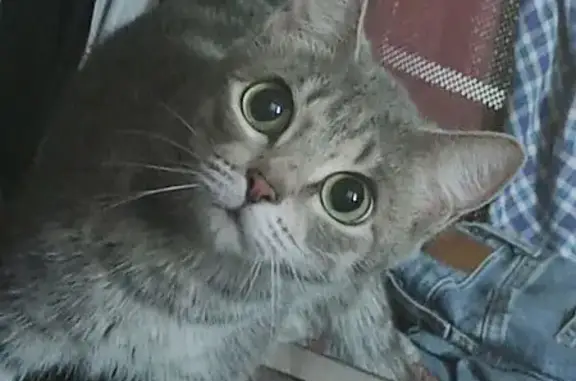 Кошки потеряшки, Томск, фото: Потеряшка кошка, Сибирская 31, Томск