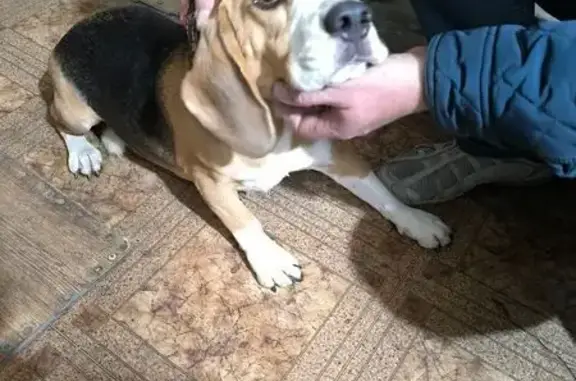 Найдена собака, Ульяновск, фото: Трехцветный пёс найден, Толбухина 68