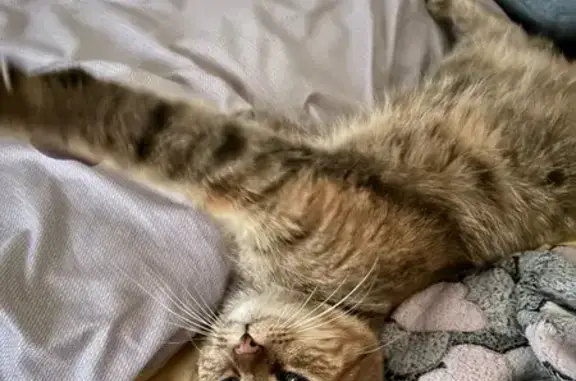 Найдена кошка, Сургут, фото: Кошка найдена: ул. Островского, Сургут