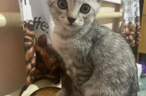 Пропала кошка, ул. Тютчева 32, Волгоград