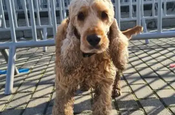 Собака найдена: Солнечный бул., 25, Калининград