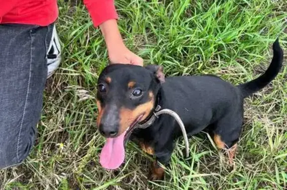 Пропала собака, Курск, 3-я Щигровская 30