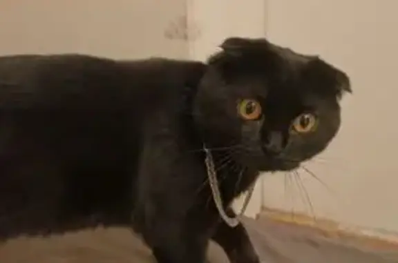 Кошки потеряшки, Калуга, фото: Потеряшка чёрная кошка, Ленина 32, Калуга