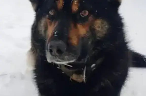 Пропала собака, ул. Шумавцова, Киров