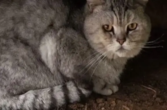 Кошка найдена: бульвар Шмидта, 8/15