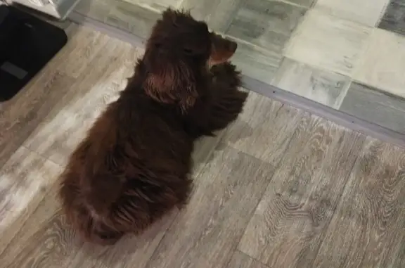 Пропала собака, ул. Маркина, 51/3А, Астрахань