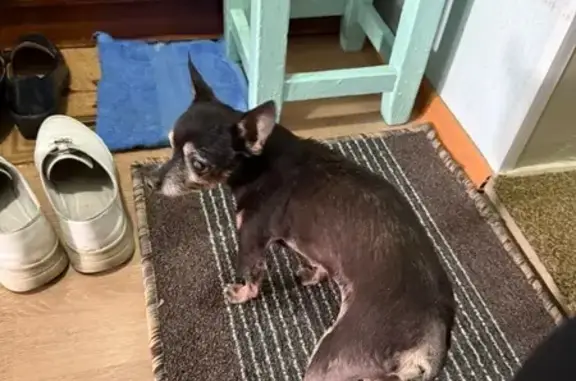 Найдена собака, Астрахань, фото: Собака найдена: ул. Ботвина, Астрахань