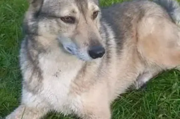 Найдена собака, Ленинградская область, фото: Найдена собака, Толмачёвское пос., ЛО