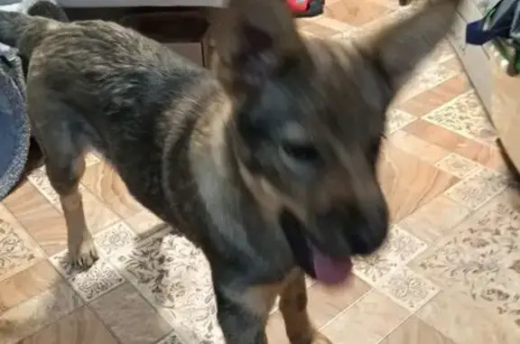 Найдена собака, Ангарск, фото: Найдена собака, 10, Ангарск