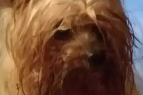 Найдена собака, Рыбинск, фото: Йорк найден на ул. Лизы Чайкиной, Рыбинск