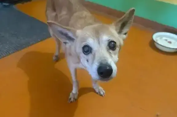 Собака найдена: бульвар Гагарина, 58В