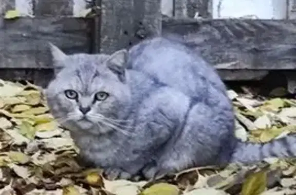 Кошка найдена: ул. Чехова, 22, Тверь